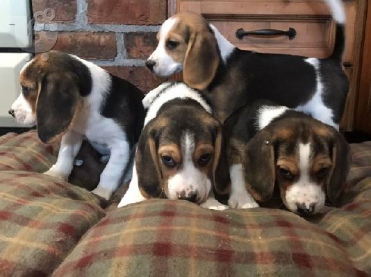 PoulaTo: Σκυλιά και κουτάβια Beagle